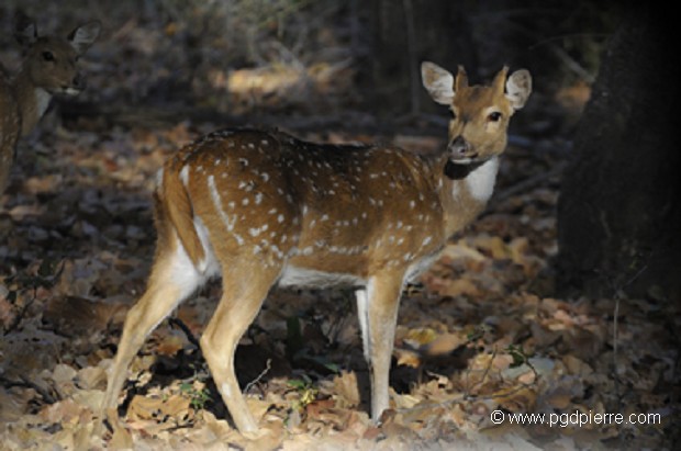 Jeune cerf Axix