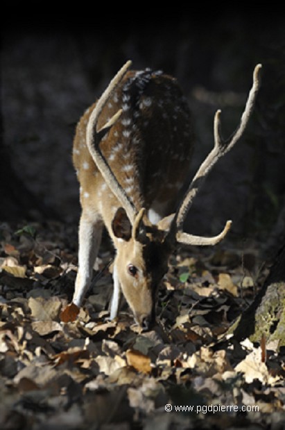 Cerf Axix male au coucher du soleil