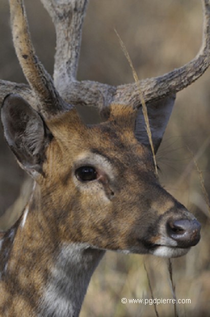 Tête de jeune cerf indien