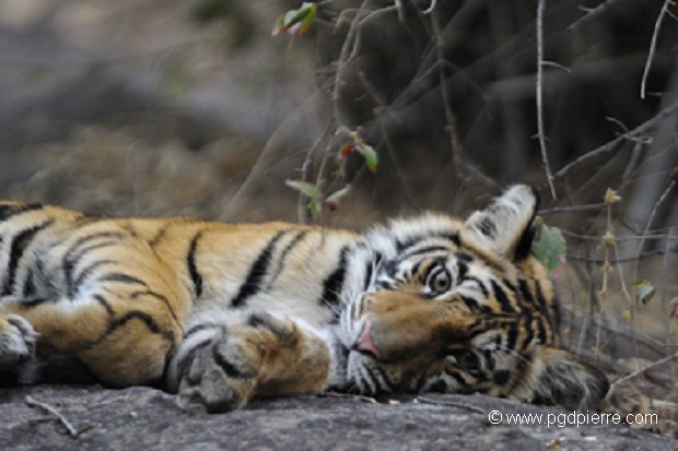 Jeune tigre de 18 mois à Tadoba (Indes)