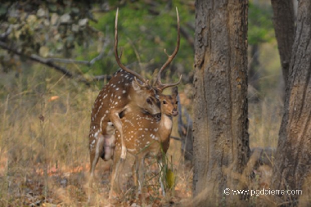 Accouplement de cerfs Axix en sous bois