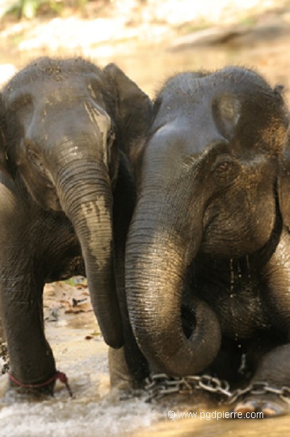 Jeune éléphant d'Asie (de travail) et sa mère